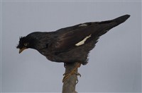 藏品(八哥)的圖片